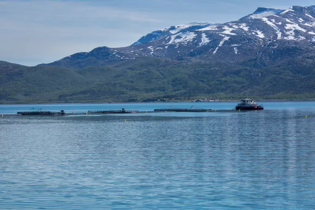 Vì sao cá hồi Na Uy luôn là lựa chọn số 1 trên thế giới