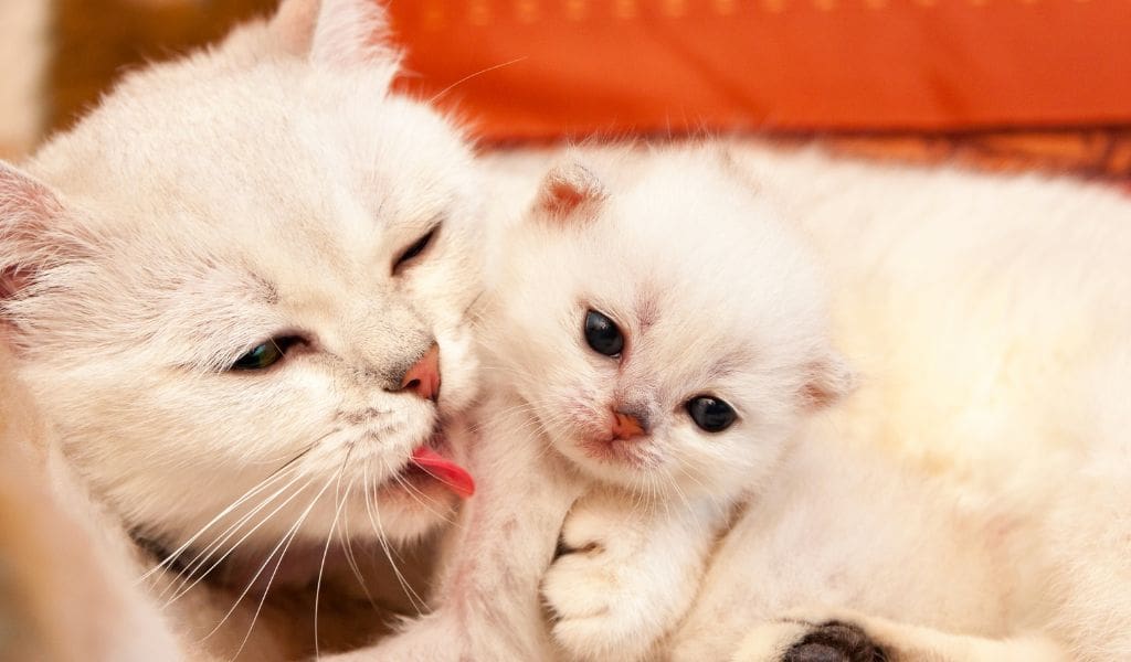 cảm xúc và tình cảm của mèo