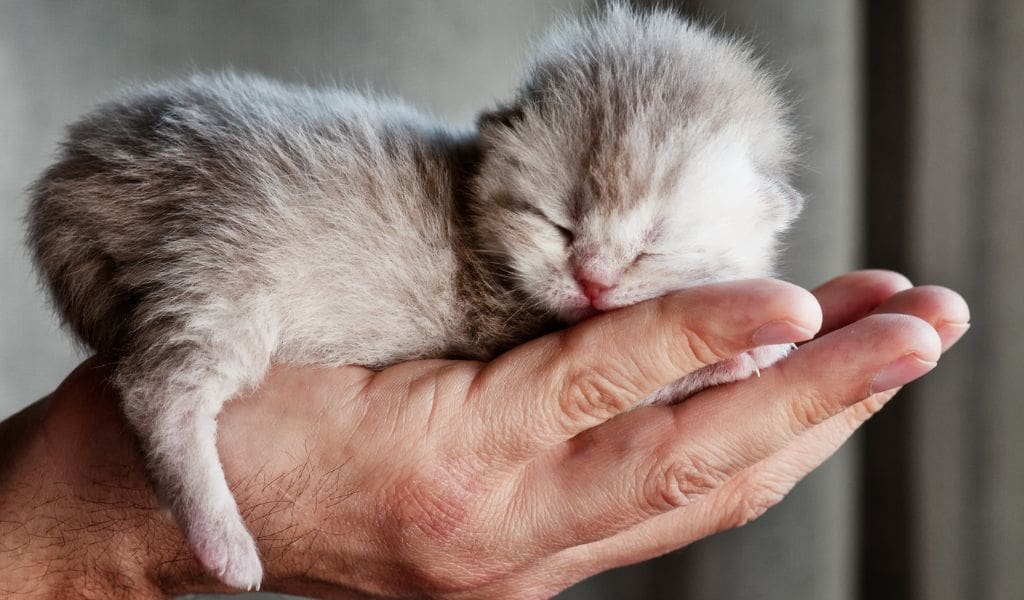 Chăm sóc mèo con mới đẻ