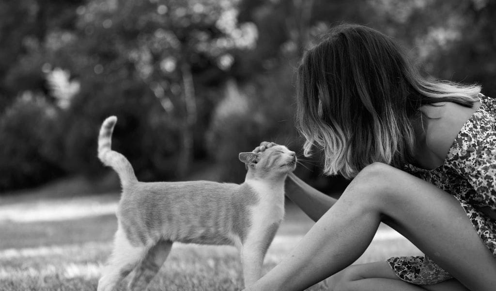 cảm xúc và tình cảm của mèo
