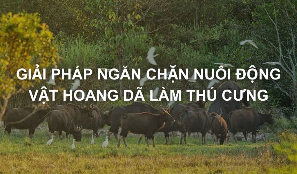 RỪNG LẶNG