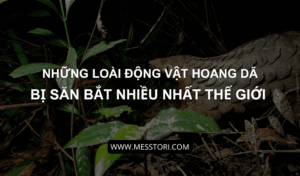 NHUNG-LOAI-DONG-VAT-HOANG-DA-BI-SAN-BAT-NHIEU-NHAT-THE-GIOI-