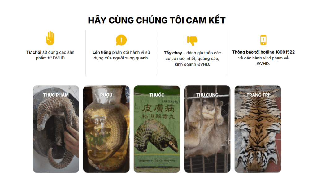 RỪNG LẶNG