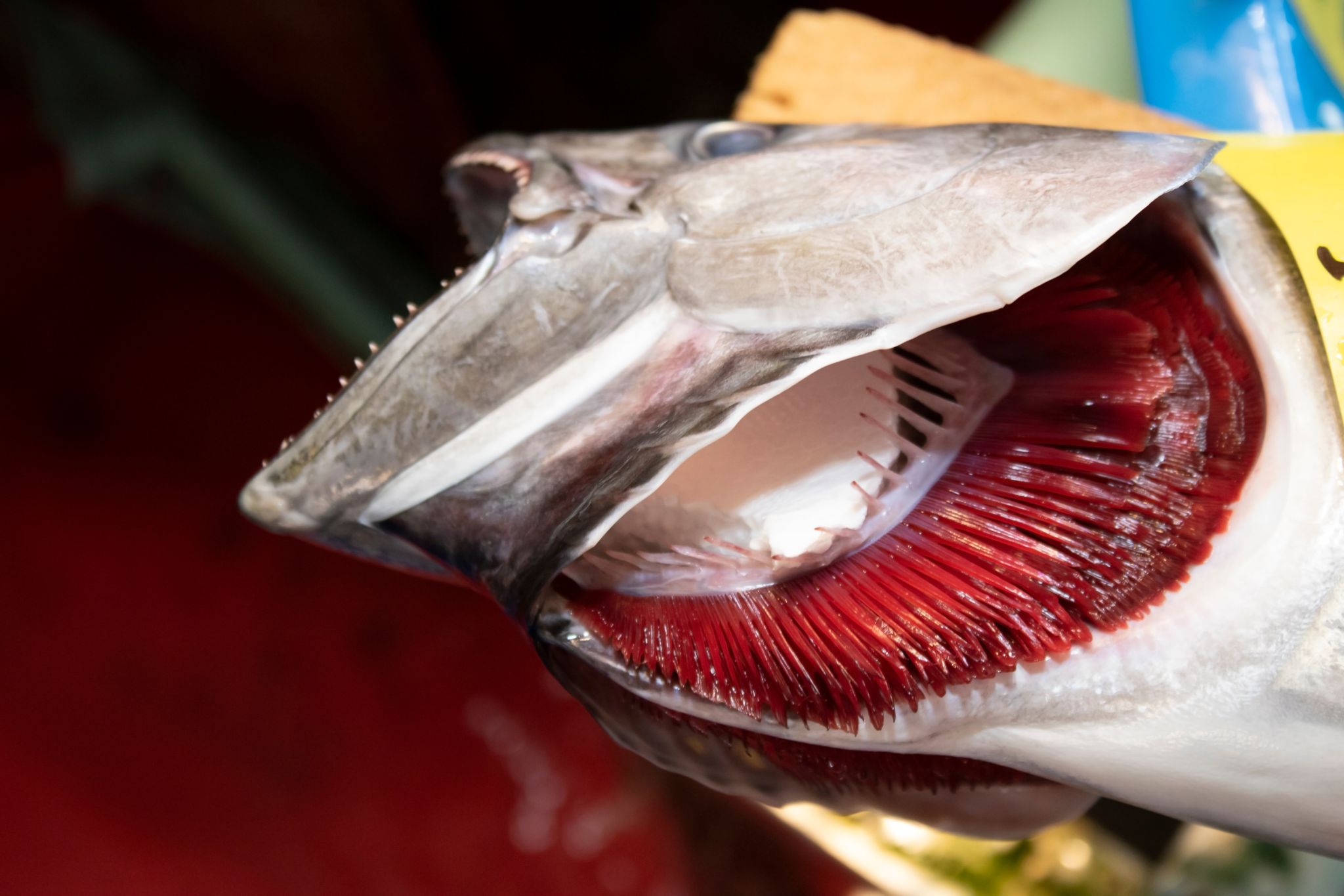 Chọn cá hồi tươi