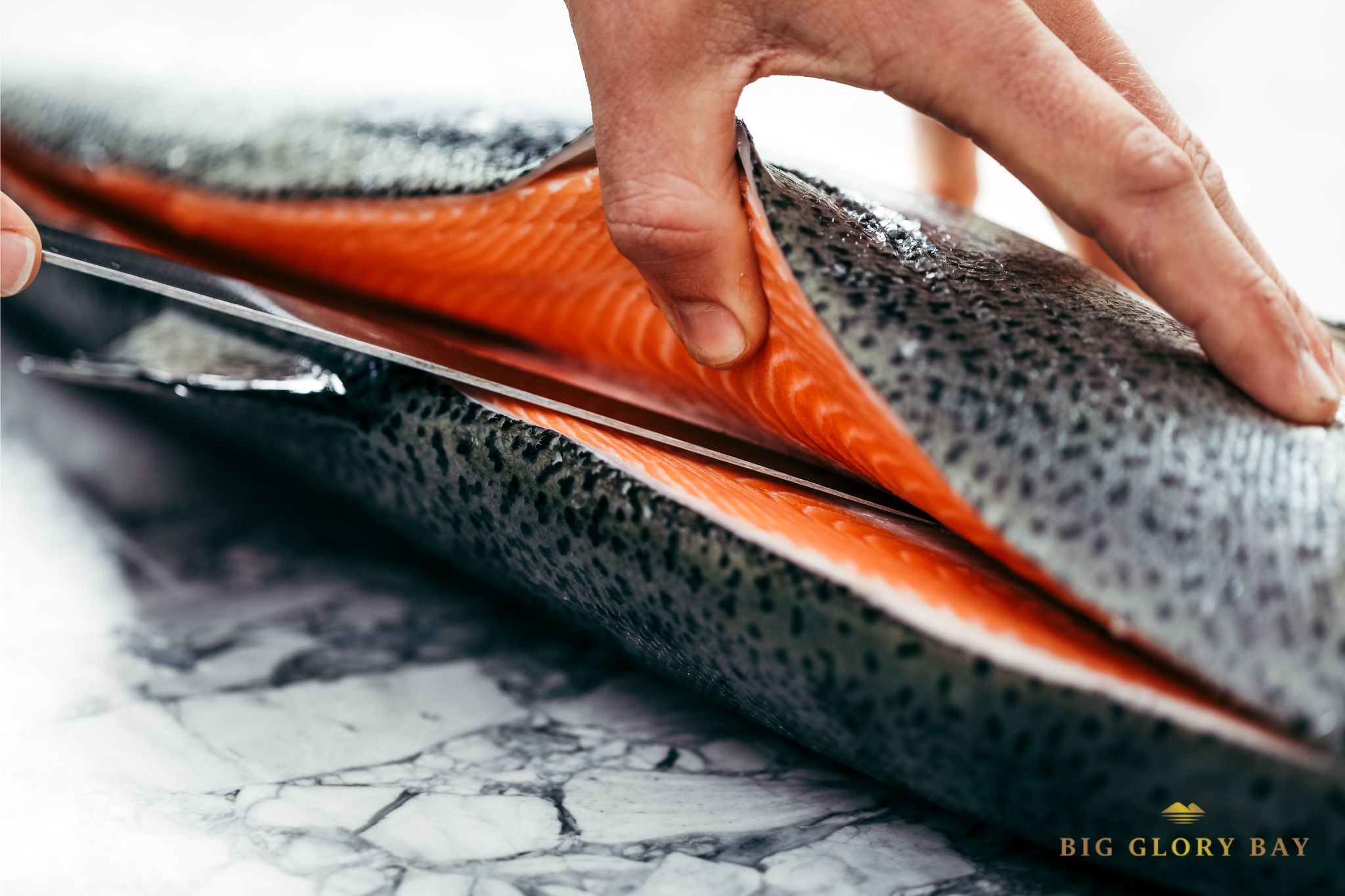 Các loại cá hồi King salmon phổ biến tại Việt Nam